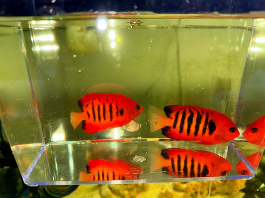 Christmas Island Flame Angel pair (Centropyge loricula)