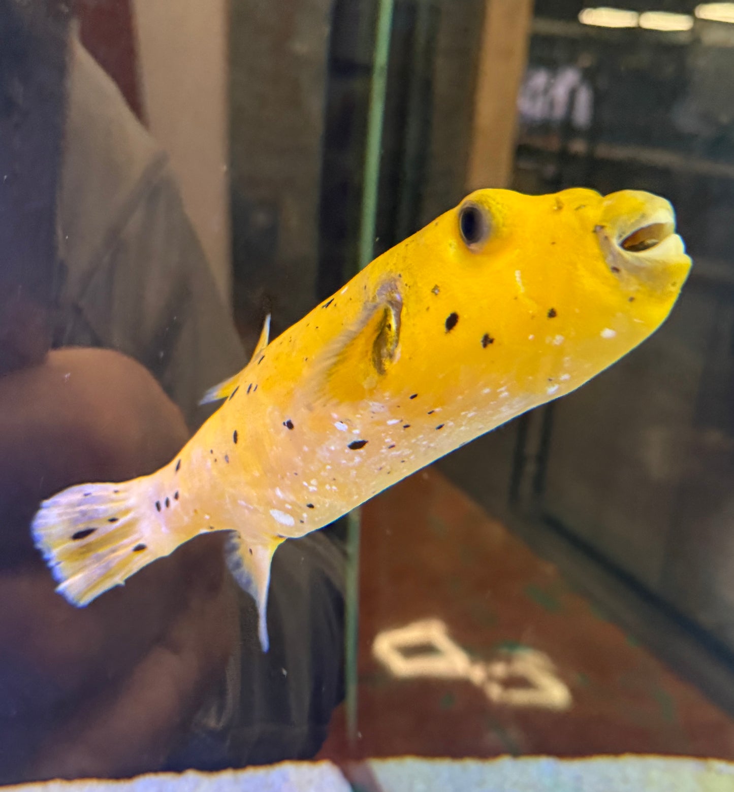 Golden Puffer 7” Christmas Island (Arothron meleagris)