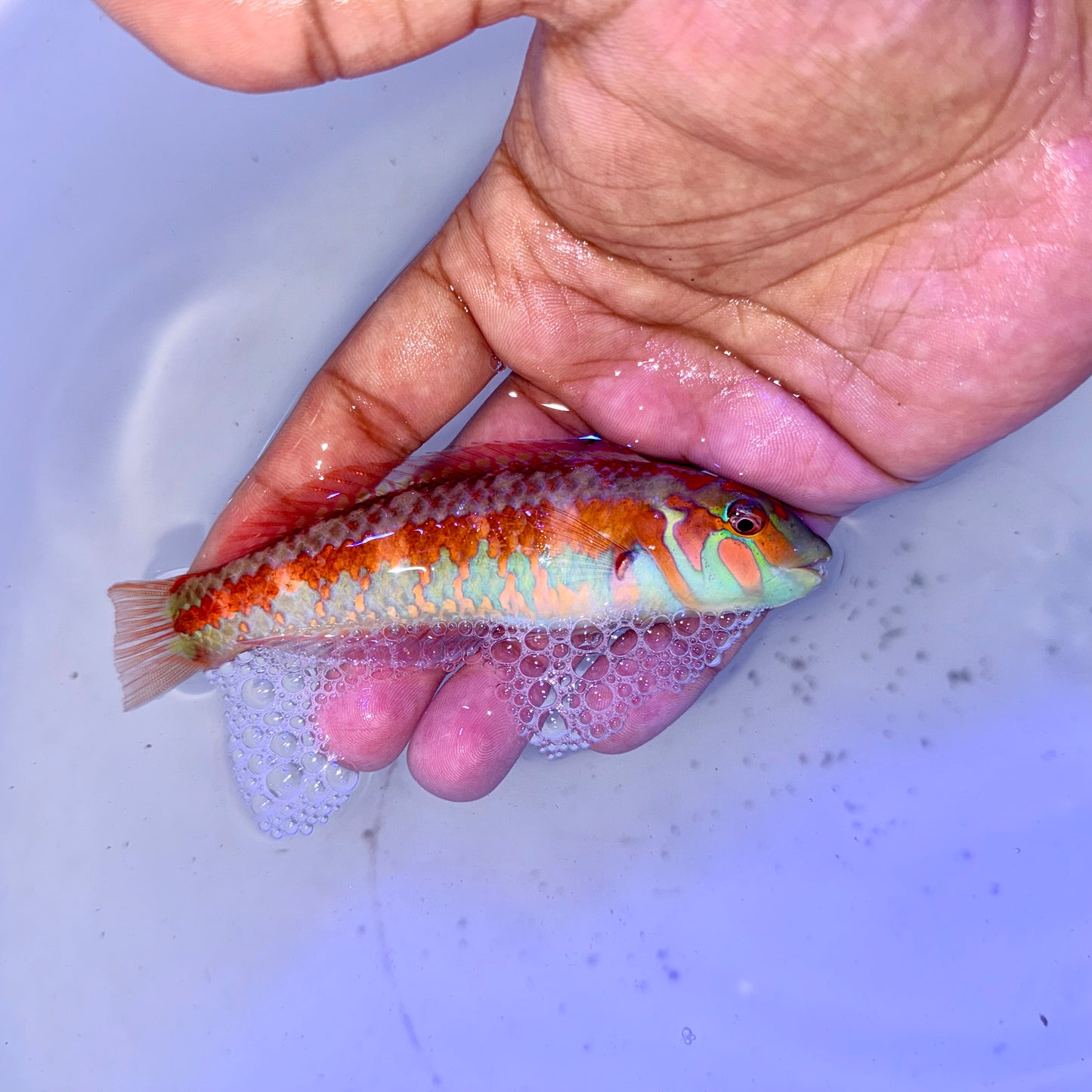 Ladder Christmas wrasse 5” (Thalassoma trilobatum)