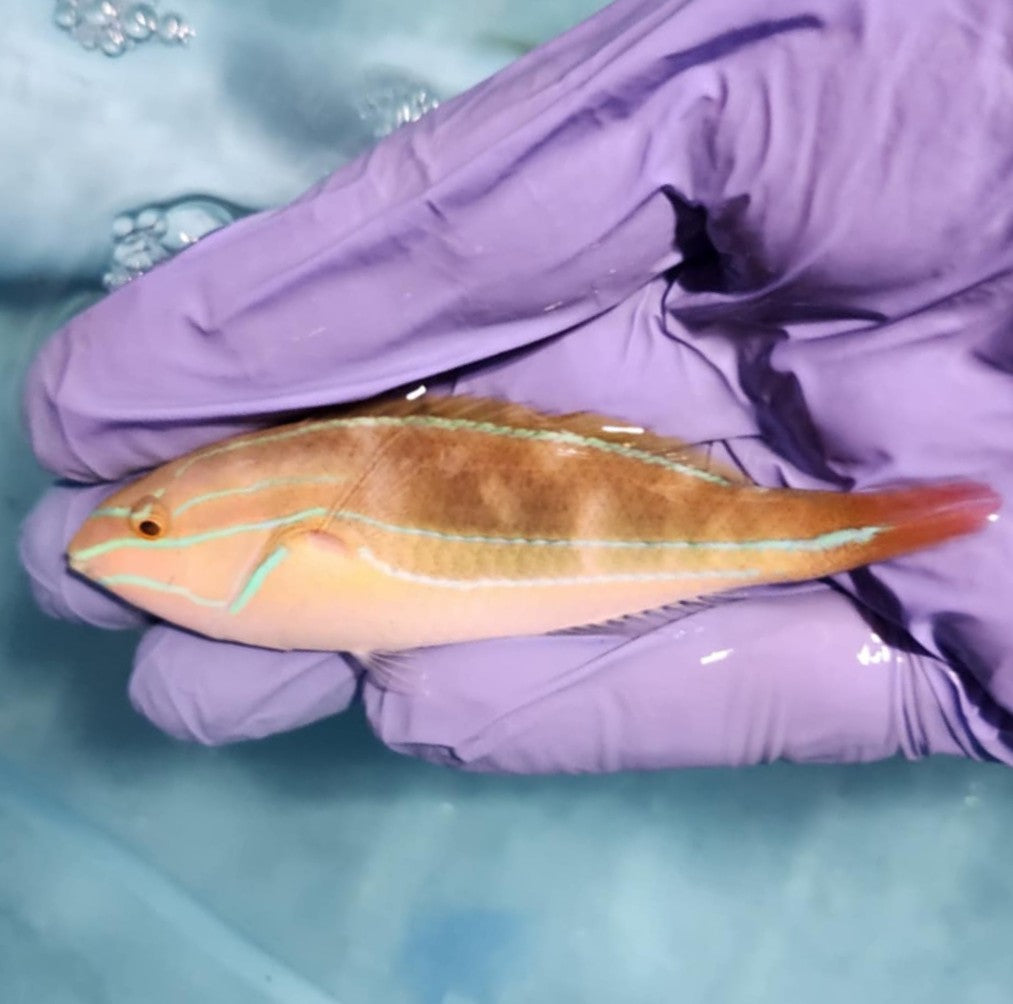 Red Shoulder Wrasse 2.5"-3.5" (Stethojulis bandanensis)