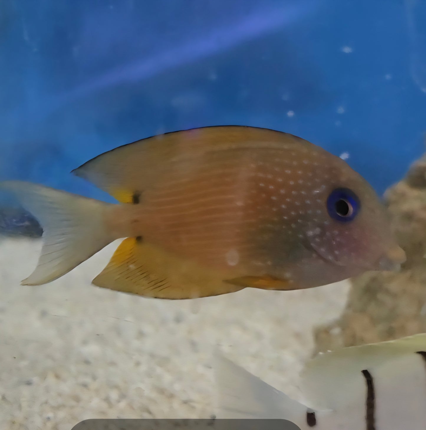 Two Spot Bristletooth Tang (Ctenochaetus binotatus) small 1-2"