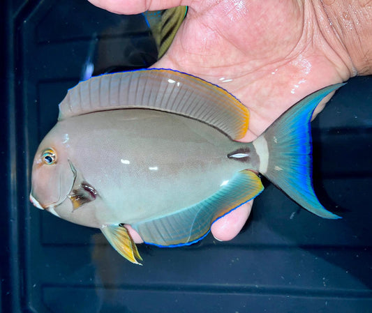 White Face Tang 7-8”
(Acanthurus leucocheilus)
