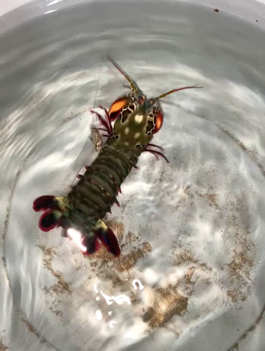Peacock Mantis Shrimp 6-7” (Odontodactylus scyllarus)