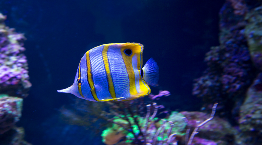 Copperband Butterflyfish: A Beautiful but Challenging Marine Species