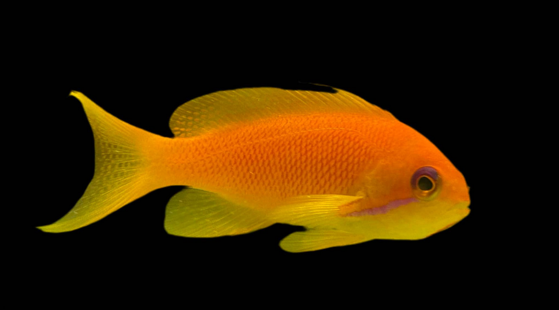 Lyretail Anthias against a black background