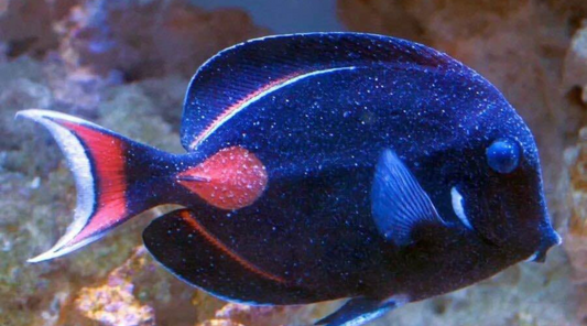 Image of a Tang with Velvet 