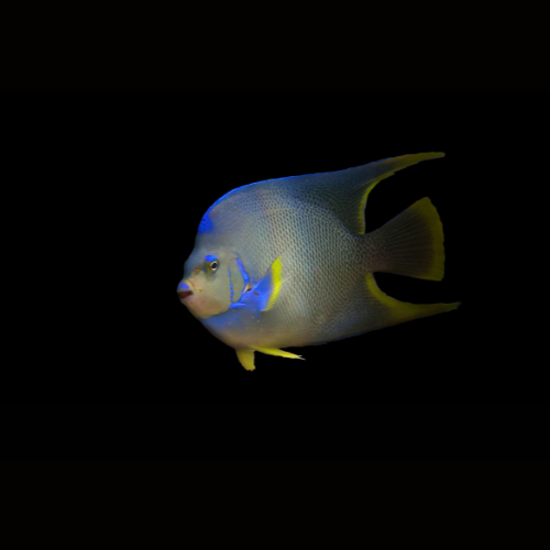 Angelfish