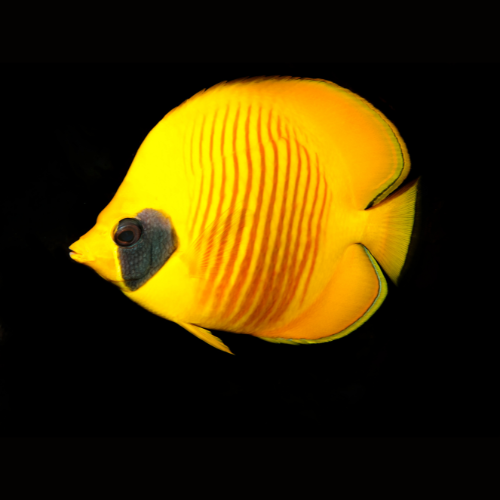 Butterflyfish