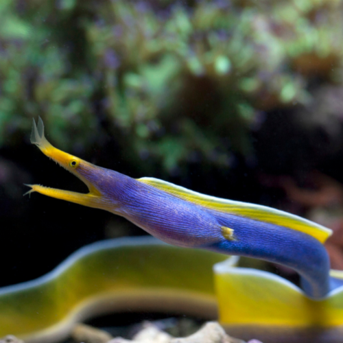 Tropical Tides Aquatics Quarantined Marine Fish For A Healthy Reef