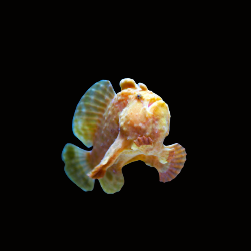 Tropical Tides Aquatics Quarantined Marine Fish For A Healthy Reef