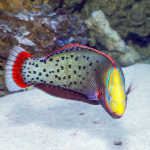 Wrasses