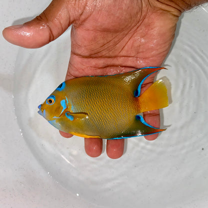 Queen angel 5-6” (Holacanthus ciliaris)