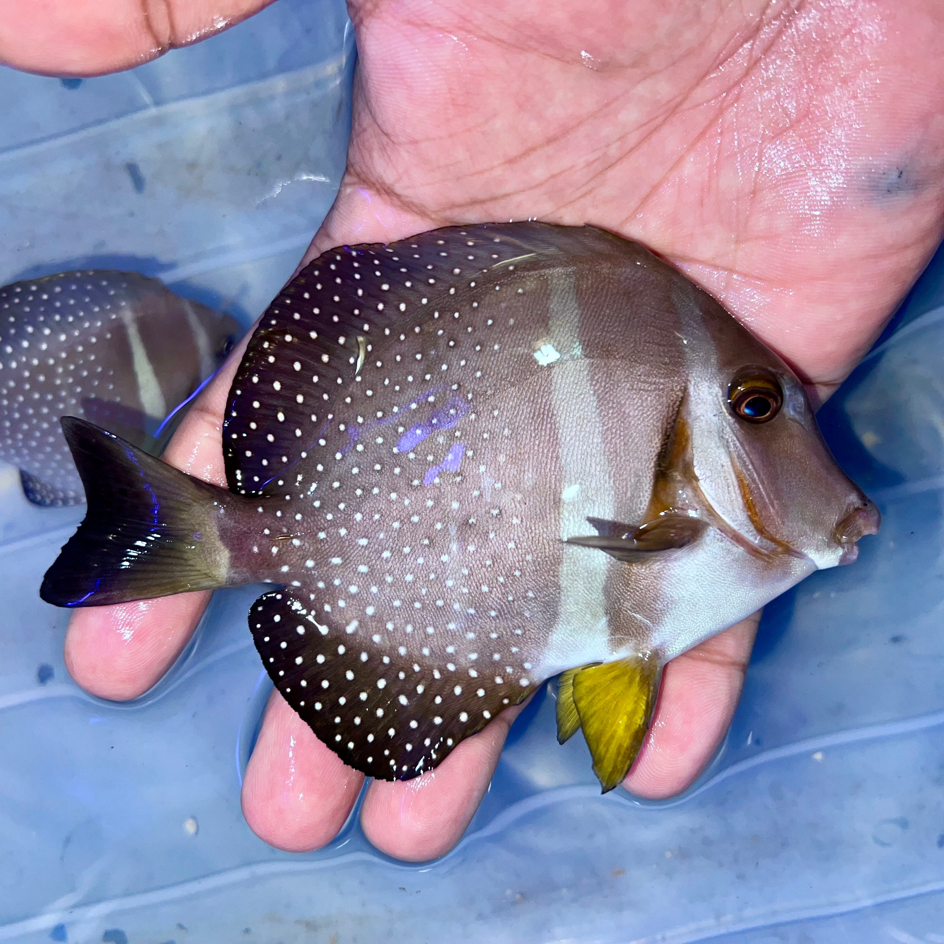 Tangs – Tropical tides aquatics