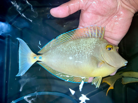 Blue spine unicorn tang 8-9” (Naso unicornis)