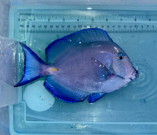 Caribbean/Atlantic blue tang 7.5-8” (Acanthurus Coeruleus)
