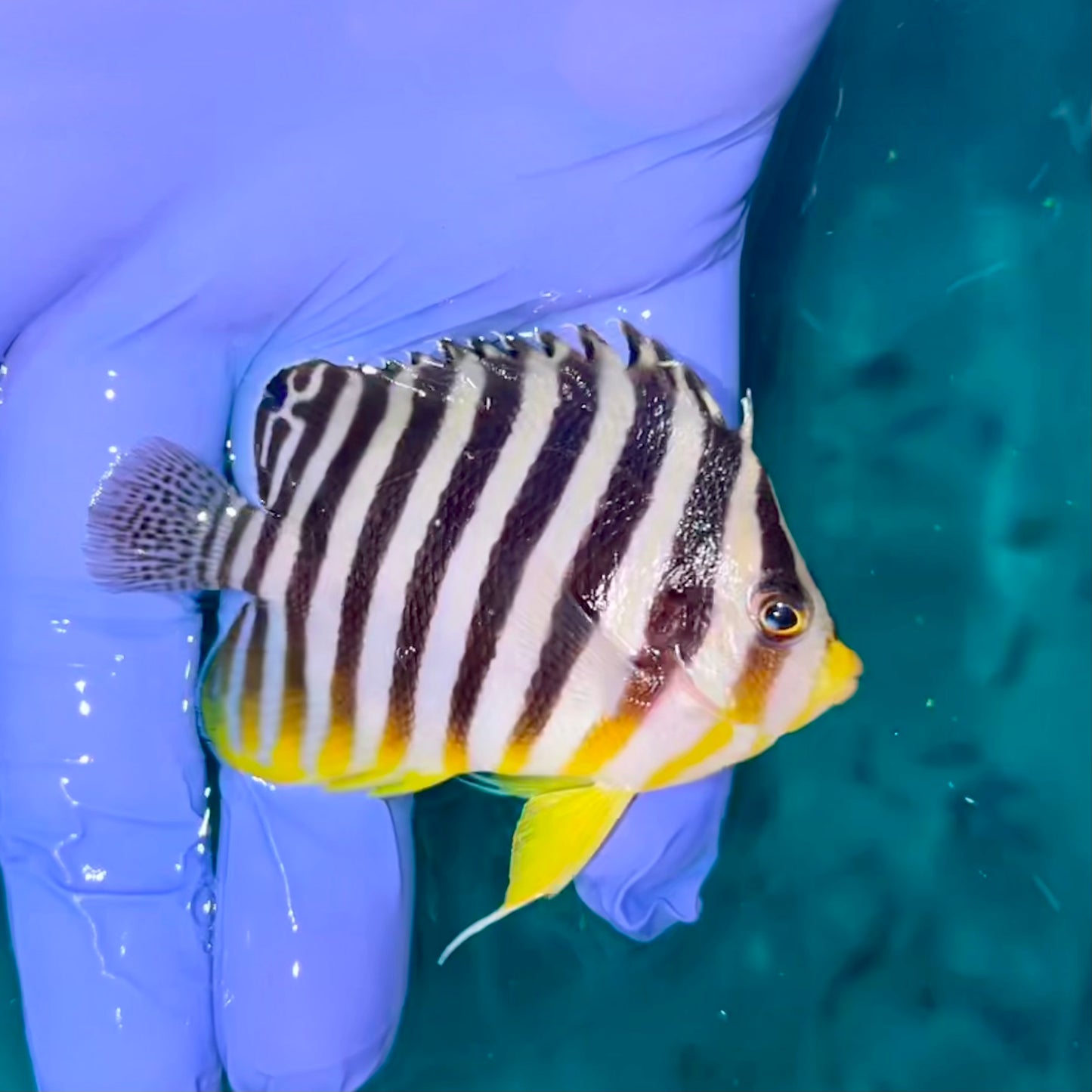 Multibar angelfish 2-3” (Paracentropyge multifasciata)