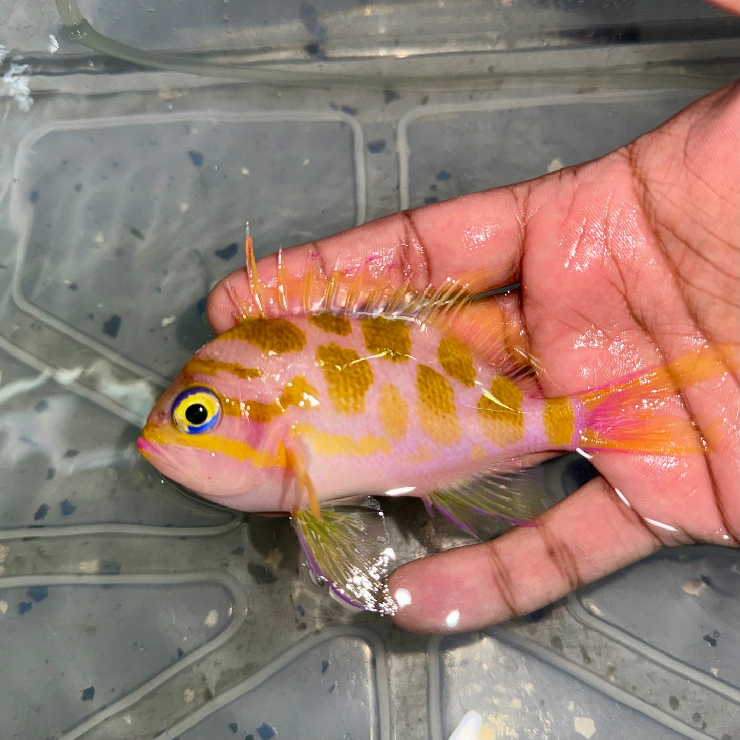 Blotched Anthias 4”
(Odontanthias borbonius)