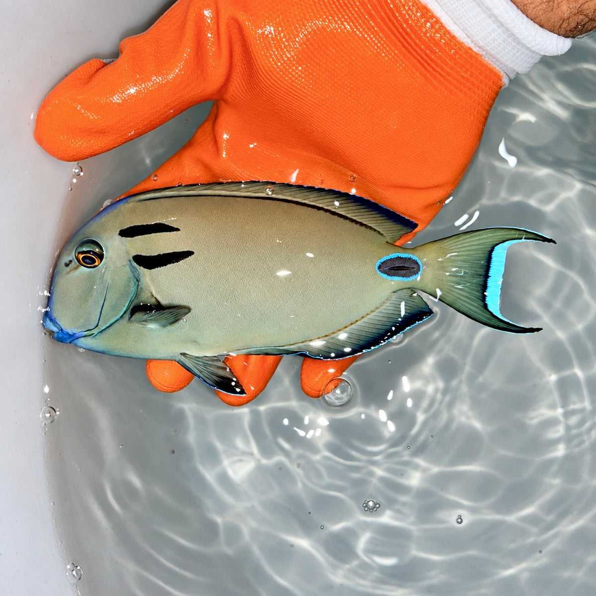 Lieutenant Tang 6” (Acanthurus tennenti)