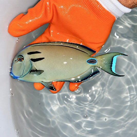Lieutenant Tang 6” (Acanthurus tennenti)