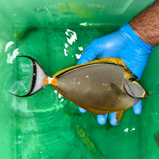 Blonde naso tang male 8-8.5” with 2” streamers (Naso elegans)
