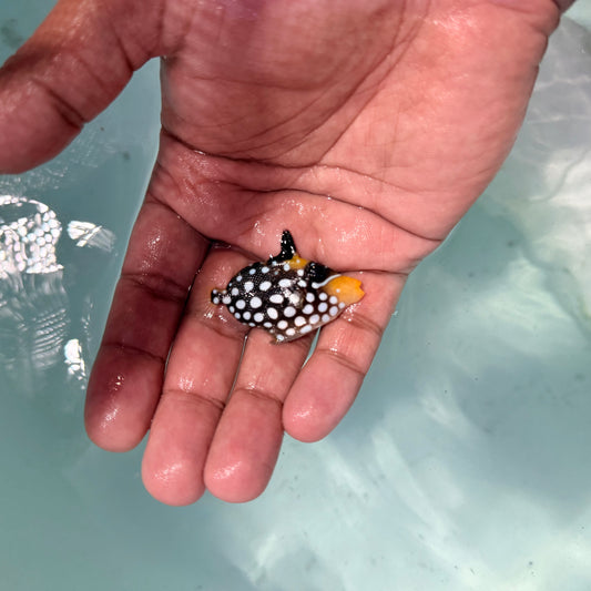 Clown trigger 1.5” (Balistoides conspicillum)