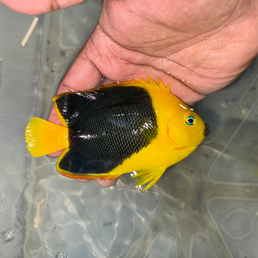 Rock Beauty Angelfish 4-5”