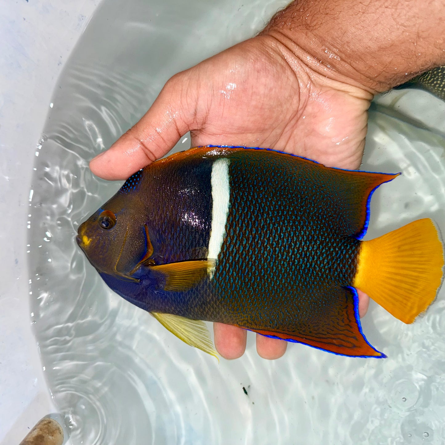 Passer angelfish 9-10” (Holacanthus passer)