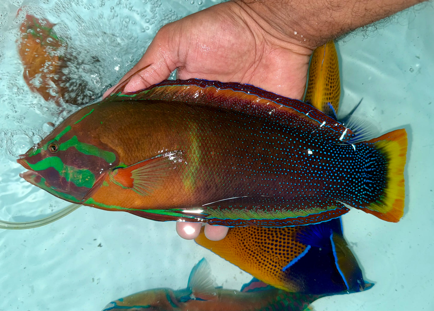 Male Red Coris Wrasse 10-11”
(Coris gaimard)