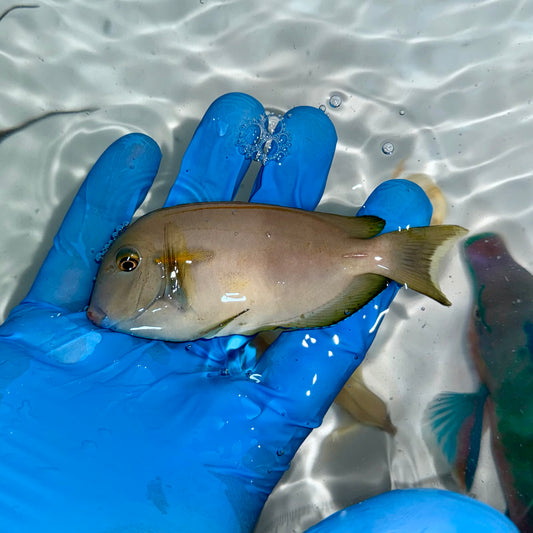 Orange shoulder tang 3” (Acanthurus olivaceus)