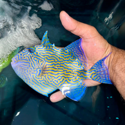 Bluelined Triggerfish 7-8”
(Pseudobalistes fuscus)