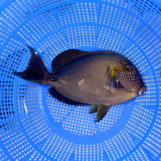 Maculiceps Tang 6-7”
(Acanthurus maculiceps)