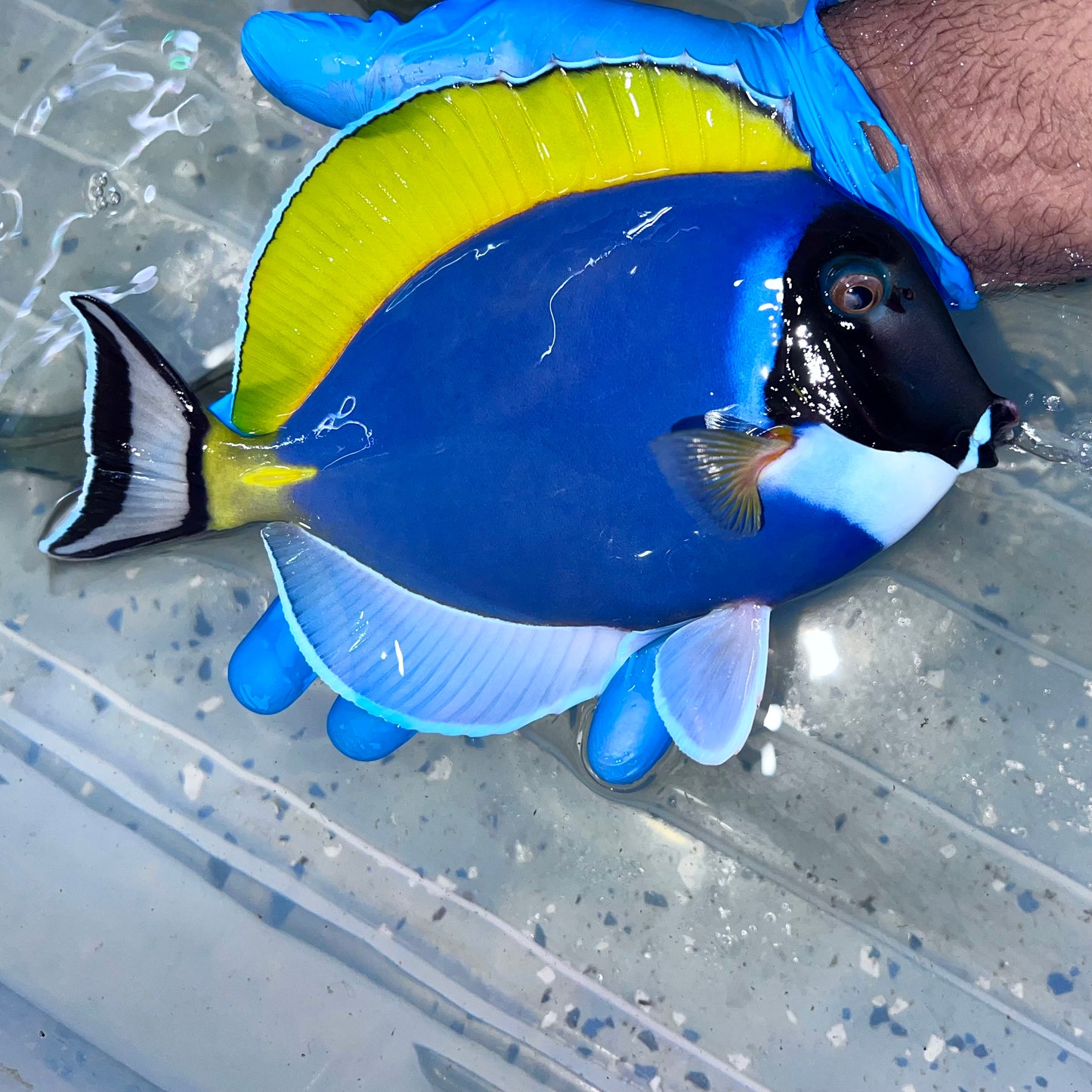 Powder blue tang 8” Africa (Acanthurus leucosternon)