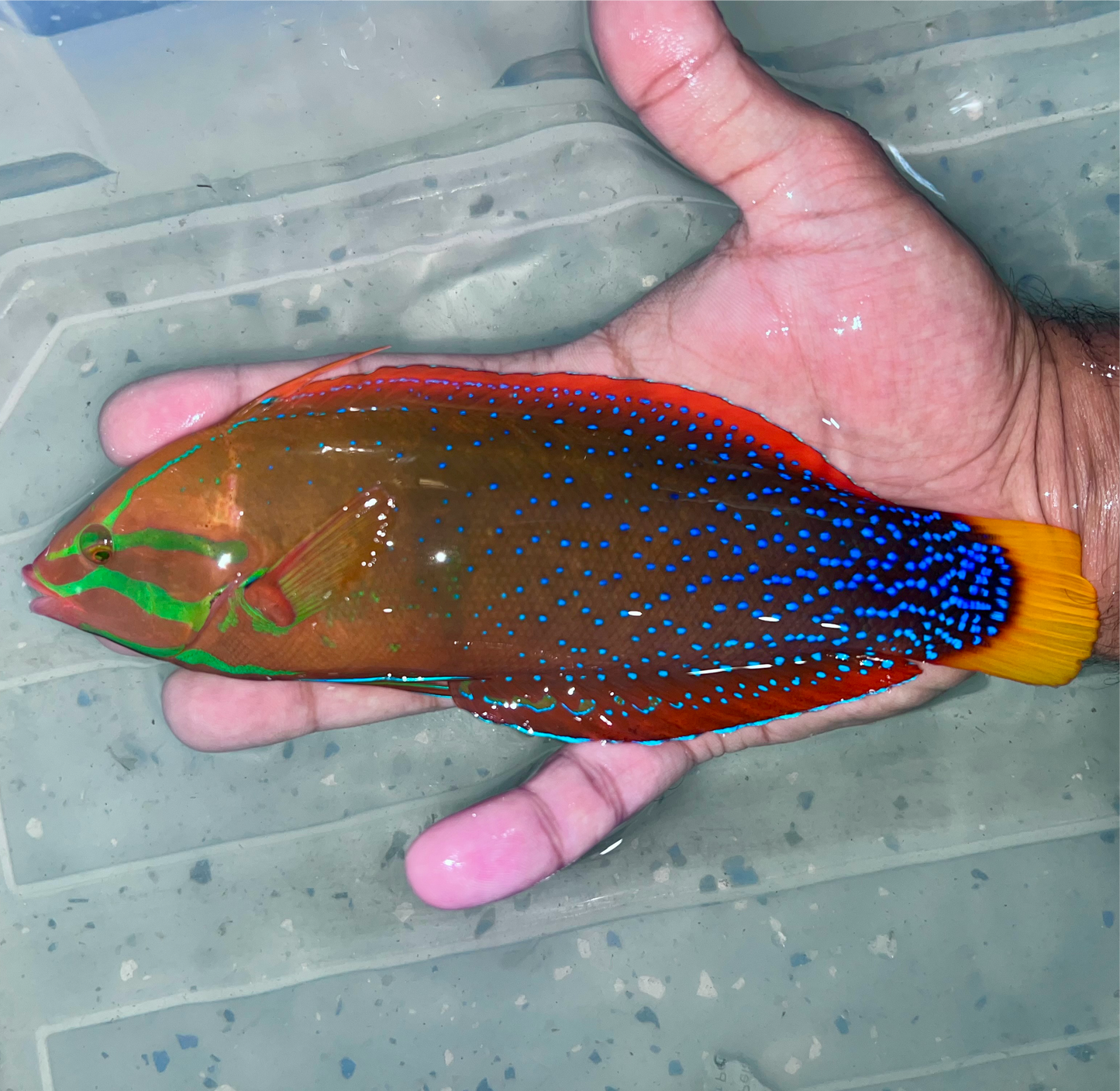 Red Coris Wrasse 8”
(Coris gaimard)