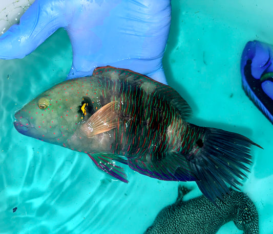 Male Broomtail Wrasse 9-10”
(Cheilinus lunulatus)