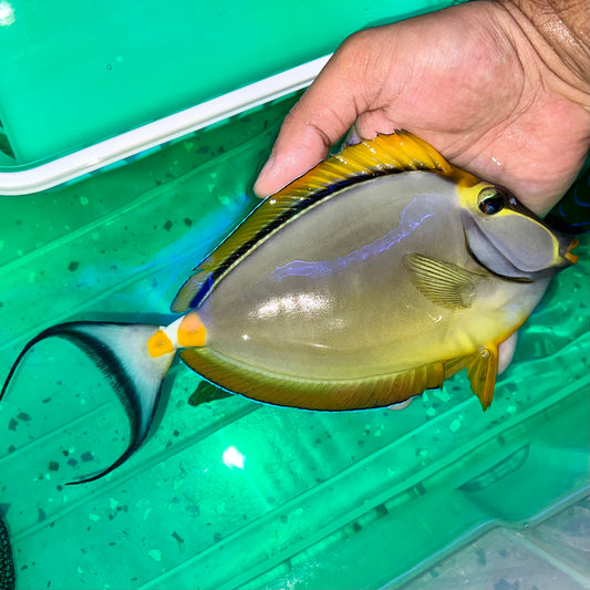 Blonde naso tang male 7-8” with 2” streamers Indonesia (Naso elegans)