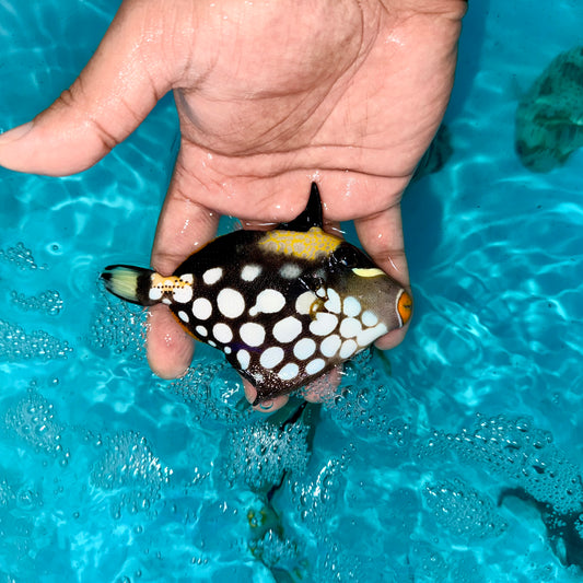 Clown trigger 4” (Balistoides Conspicillum)