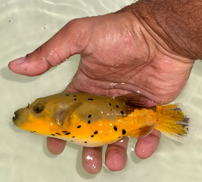 Yellow Belly Dogface Pufferfish 5” (Arothron nigropunctatus)