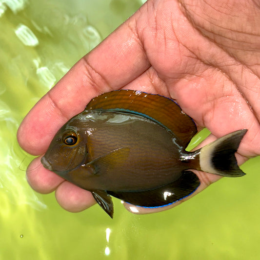 Bariene Tang 3-4" (Acanthurus bariene)