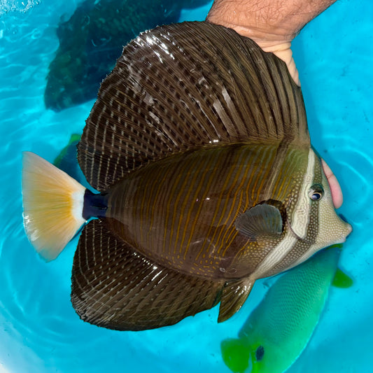 Sailfin Tang 10”
(Zebrasoma velifer)