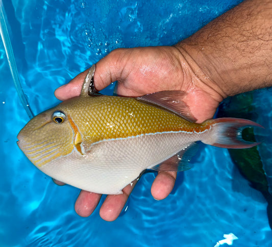 Golden Back Trigger Male 8” (Xanthichthys caeruleolineatus)