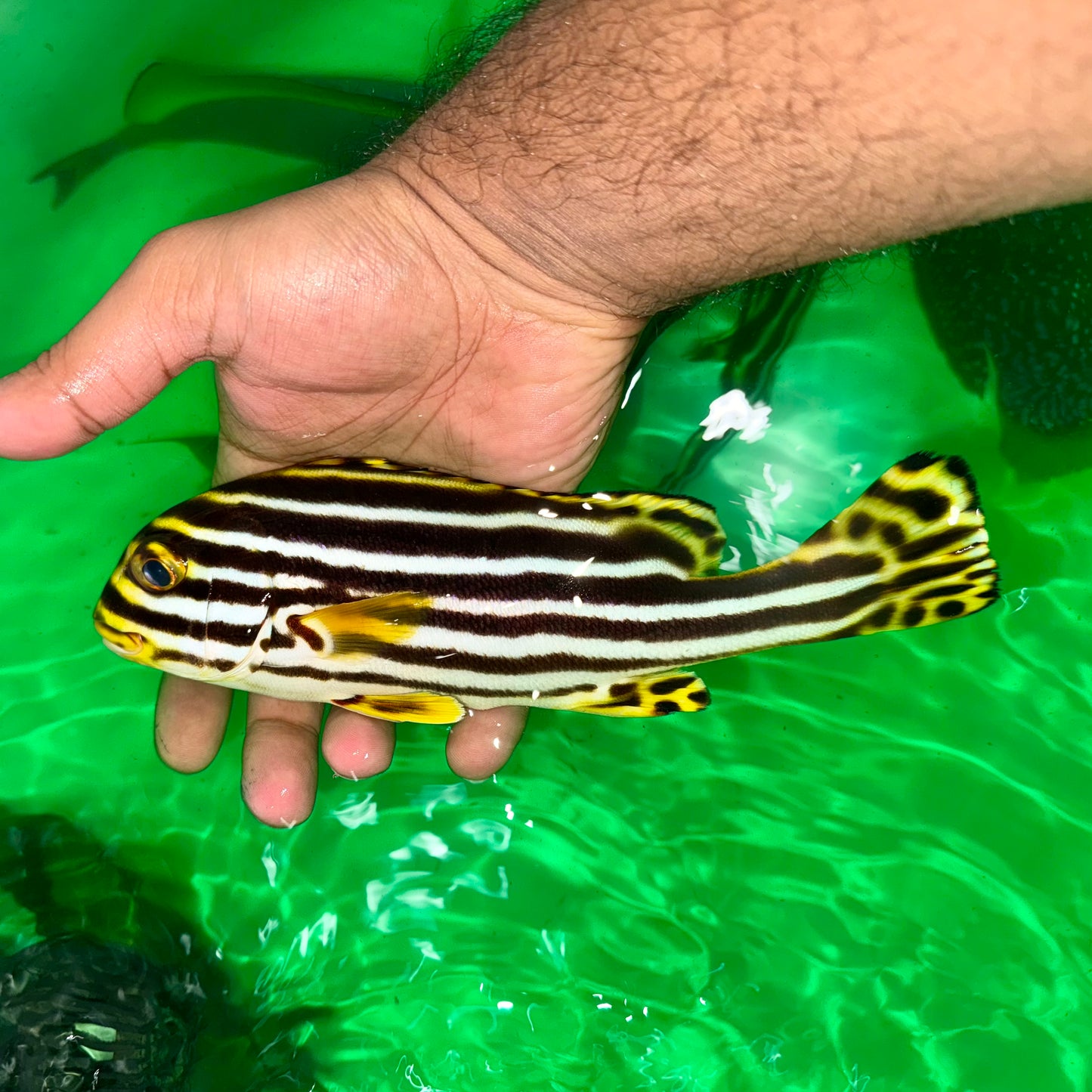 Oriental Sweetlips 8-9” (Plectorhinchus Orientalis)