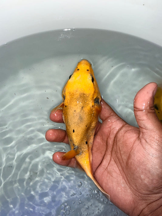 Golden Puffer 6.5” Christmas Island (Arothron meleagris)