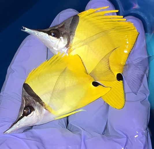 Yellow Longnose Butterflyfish (M) (Forcipiger flavissimus)