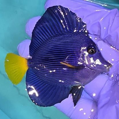 Purple tang 2.75-3.5” (Zebrasoma xanthurum)