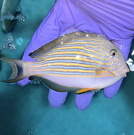 Clown Tang 4-5" Acanthurus lineatus