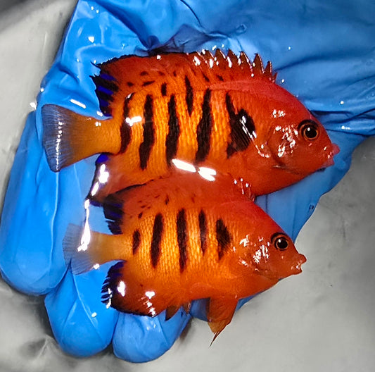 Christmas Island Flame Angel pair (Centropyge loricula)