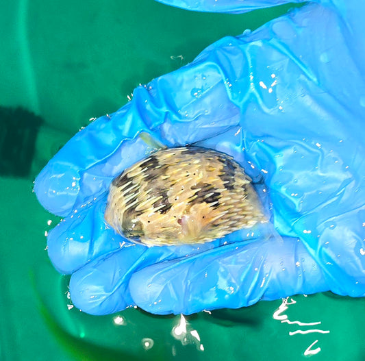 Porcupine Pufferfish 1.5-2.5" (Diodon holocanthus)
