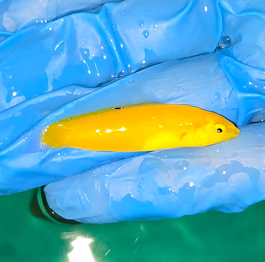 Yellow Corris Wrasse 2-3” (Halichoeres Chrysus)