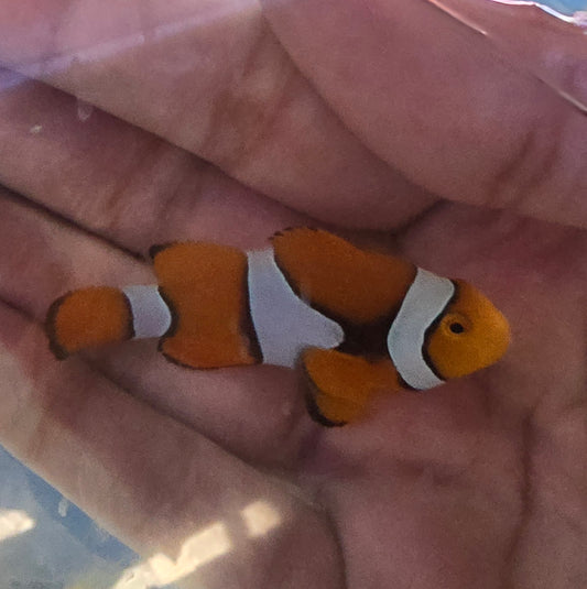 True Percula Clownfish Wild Caught 1.5-2.25”(Amphiprion percula)