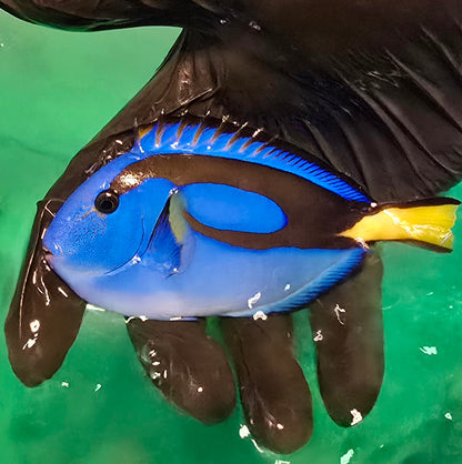 Blue hippo tang ~5" (Paracanthurus hepatus)